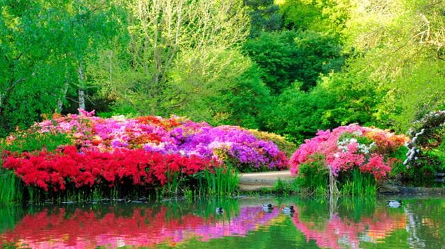 Flowers in a park water and ducks